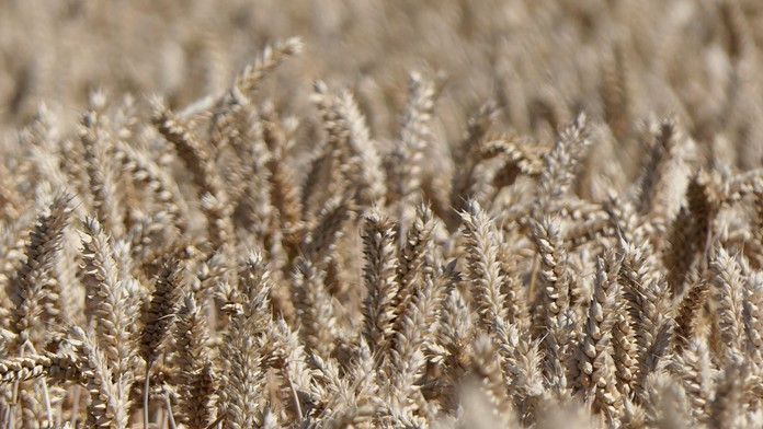 Rusko a Turecko dosiahli dohodu: Africkým krajinám v núdzi budú bezplatne dodávať obilie