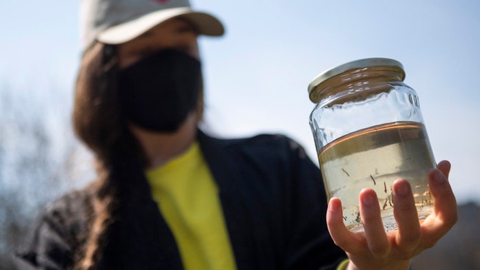 Dobrovoľníčka ako lovkyňa komárov. 