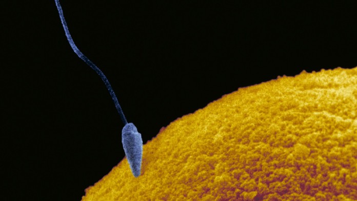 Vedci rozlúskli problém, ktorý považovali za neriešiteľný. Starnutie ženských vajíčok sa dá zvrátiť