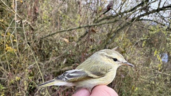 Kolibiarik stužkatý