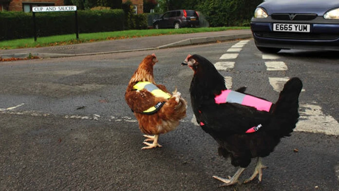 Keep_hens_safe_in_the_dark.jpg