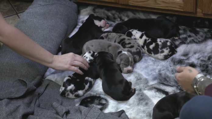 Diana Mórová v šou 2 na 1