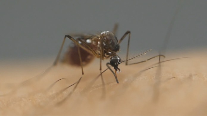 Silu komárov nepodceňujme. Aj keď ich je málo, môžu prenášať nebezpečné vírusy