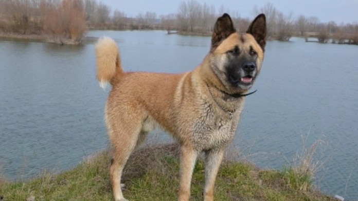 17 NR Zastreleny pes DEMO.transferweb_jpg_bez_watermarku_1.jpg