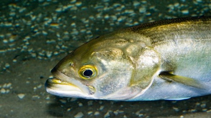 Agresívna ryba terorizuje plavcov na Malorke. Zranila už dve turistky