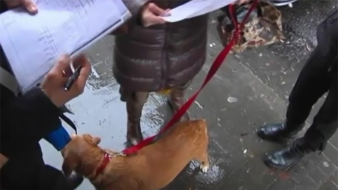 Psíčkari v Neapole.jpg