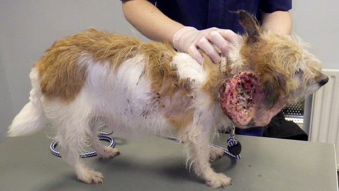 Ellie explodoval obrovský nádor