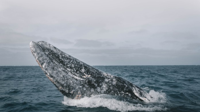 VIDEO: Veľryby trápia malé parazity. Teraz vyhľadávajú ľudí, aby im pomohli