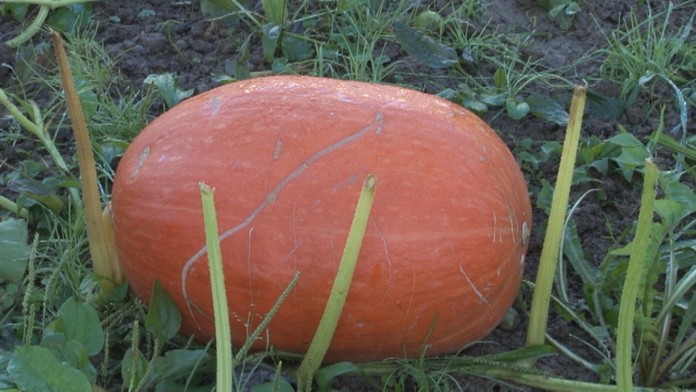 Gigantická tekvica.