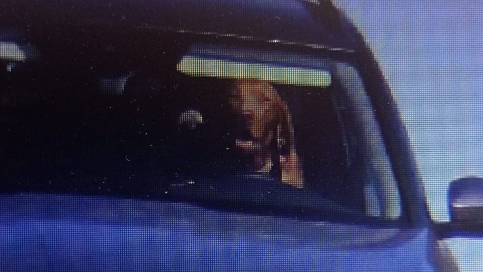 Bizár zo slovenských ciest: Policajti neverili vlastným očiam, miesto vodiča sa do kamery usmieval pes