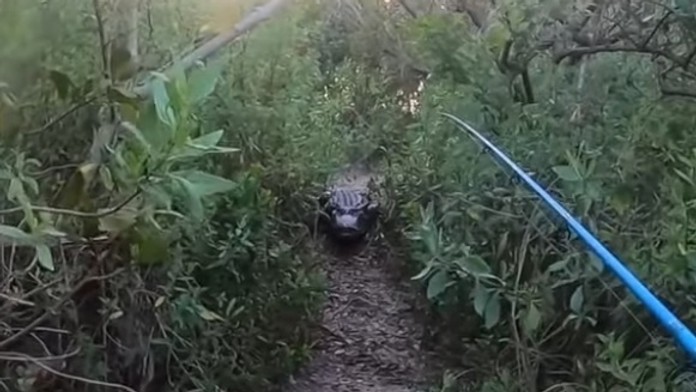 Krokodíl bol v tesnej blízkosti mladíka.