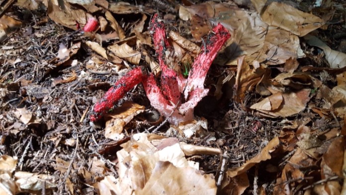 mrežovka hviezdovitá