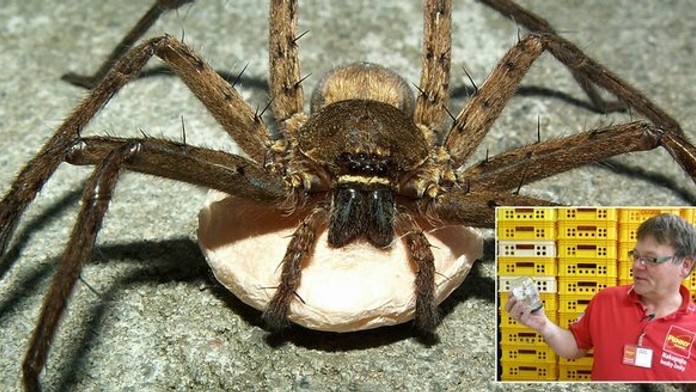 Pavúk v debni s banánmi