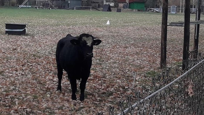 Býk, ktorý utiekol z jatiek.