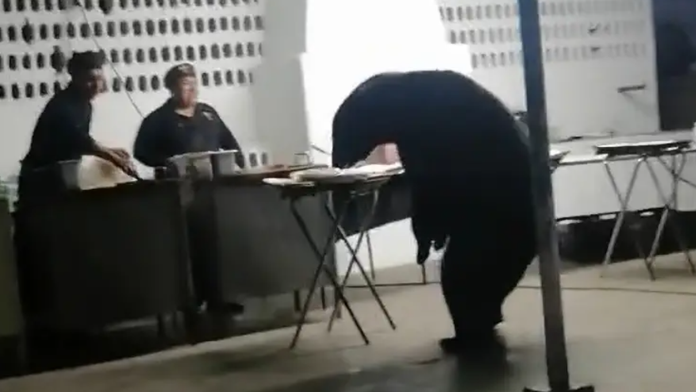 VIDEO: Medveď vydesil účastníkov párty. Kuchári sa bezmocne prizerali, ako sa pustil do jedla