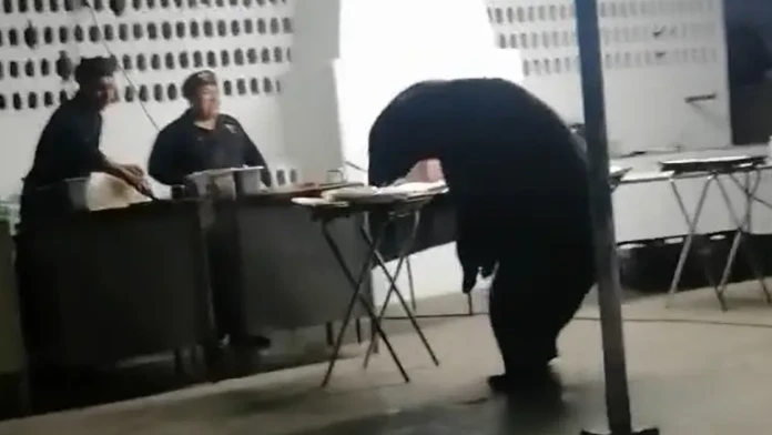 VIDEO: Medveď vydesil účastníkov párty. Kuchári sa bezmocne prizerali, ako sa pustil do jedla
