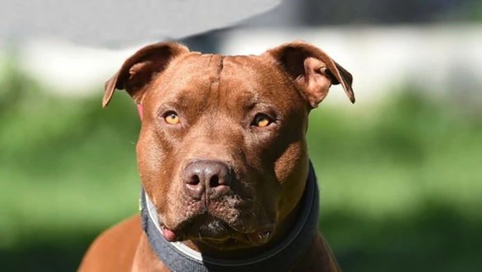 Pitbul zabil len šesťmesačné bábätko. Otec už čelí obvineniu
