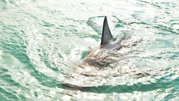 Žralok. Ilustračná snímka. 