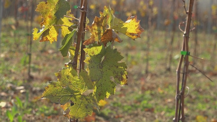 Naše vinohradníctvo je na tom najhoršie za posledných 30 rokov