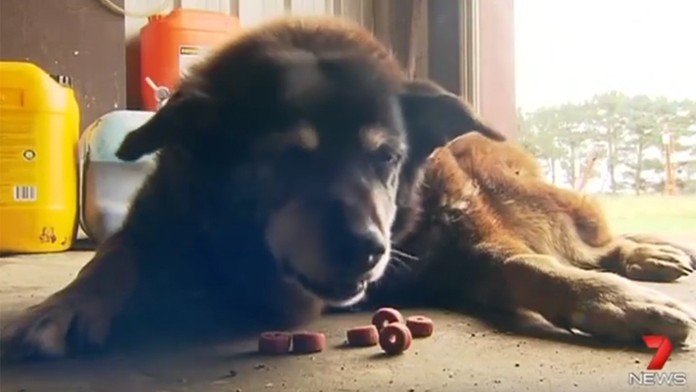 Najstarší pes na svete Maggie.