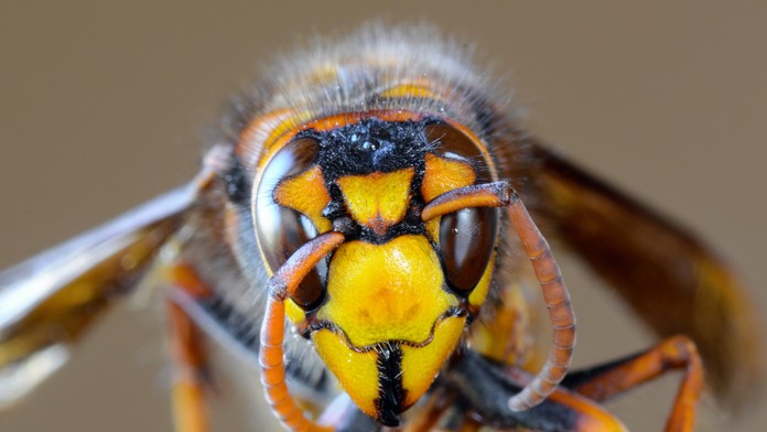 Brayden Tracey počas NHL draftu 2019.