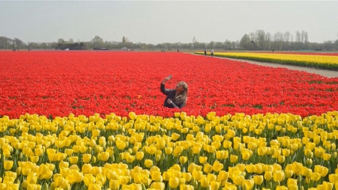 Turisti kvôli selfie ničia tulipány.