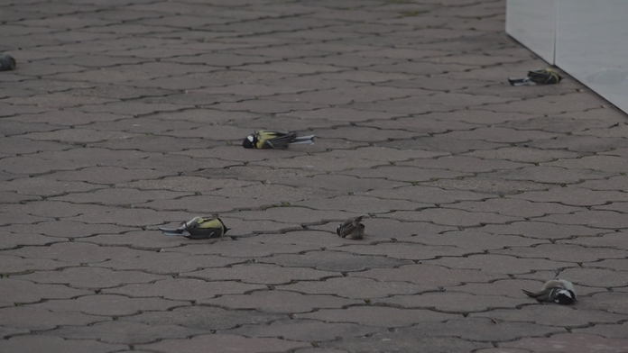 Hromadný úhyn sýkoriek v Trenčíne