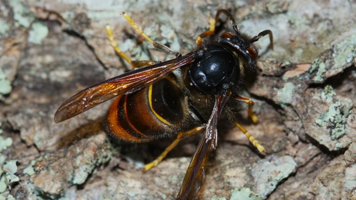 V Česku opäť zaznamenali vysoko rizikový druh hmyzu. Predstavuje potenciálnu hrozbu pre alergikov