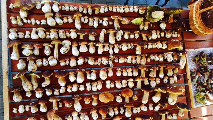 Tomu sa povie hubársky úlovok  273 pravých hríbov z Račkovej doliny.