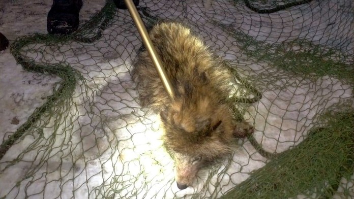 Psík medvedíkovitý