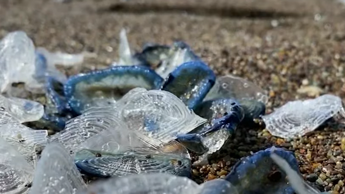 VIDEO: Pláž v Kalifornii zaplavili čudesné tvory. Ich množstvo všetkých prekvapilo