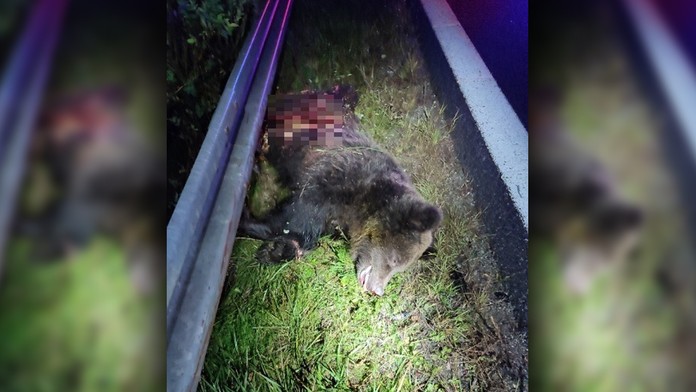 Medveď zostal po zrážke bezvládne ležať.