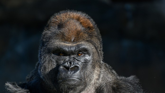 V americkej zoo porodil mláďa gorilí „samec“