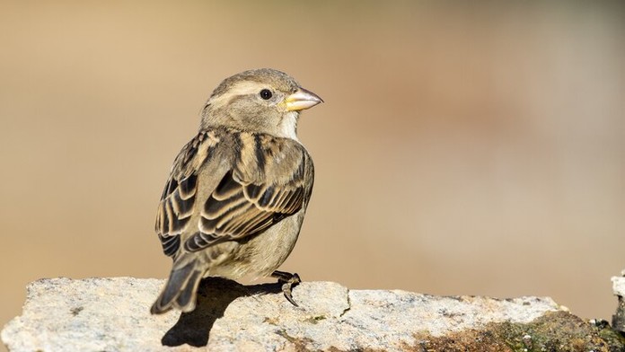 Čo sa stalo s vrabcami? Pomaly ale isto miznú zo Slovenska
