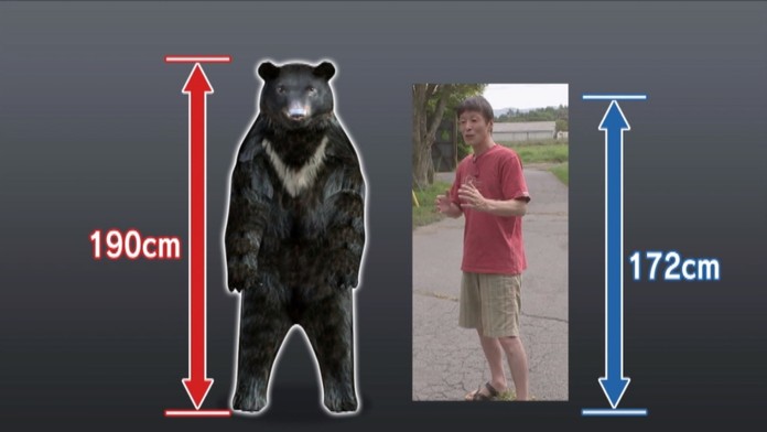 Medveď vs. japonský majster karate