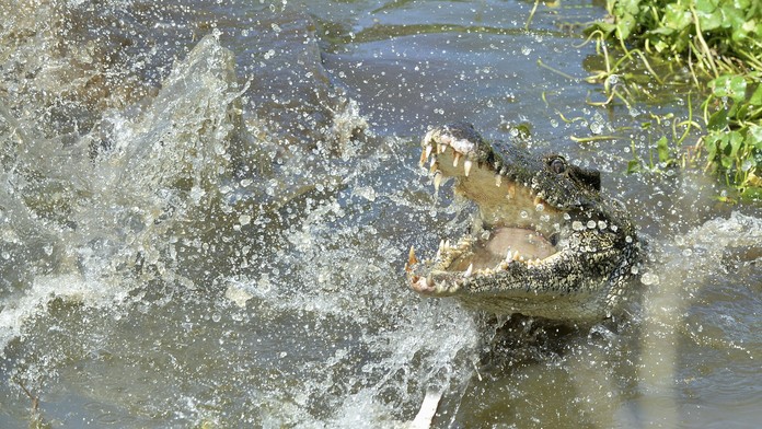 Sýrsky prezident Bašár Asad a jeho manželka Asma Asadová hlasujú počas volieb do Národnej rady v Damasku.