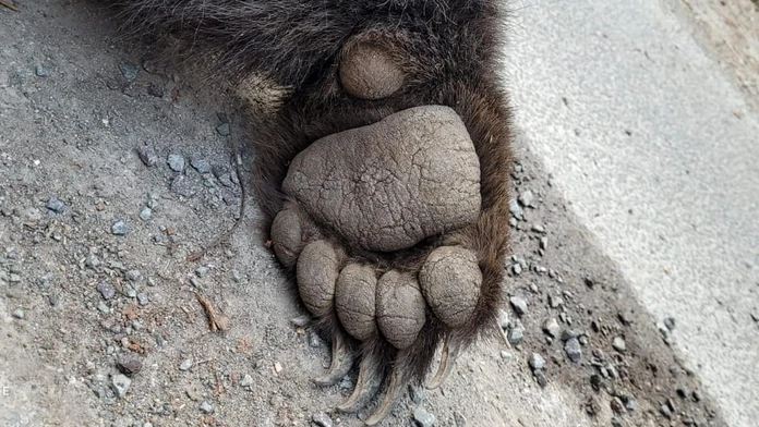Medveď. 