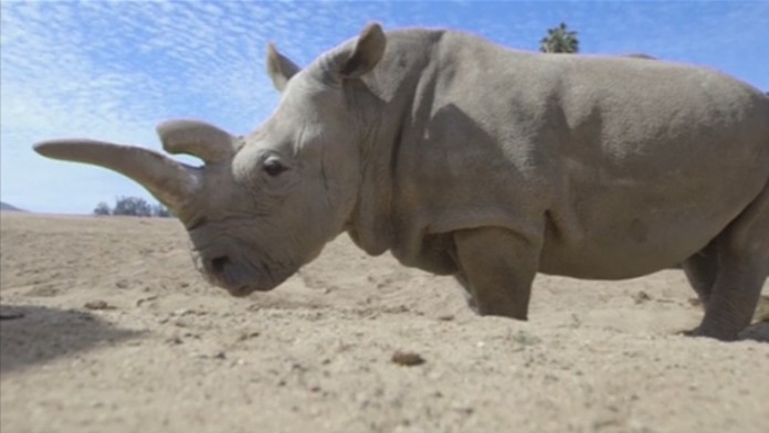 Štyridsaťjedenročná Nolu bojovala s bakteriálnou infekciou