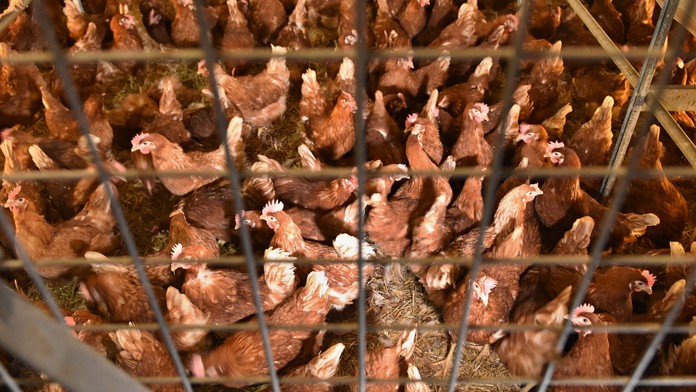 Hydinári uviedli, koľko nosníc sa na Slovensku ešte stále chová v klietkových chovoch