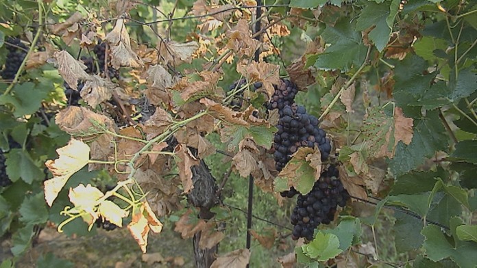 Už teraz zaznamenávajú vinári nemalé škody. 
