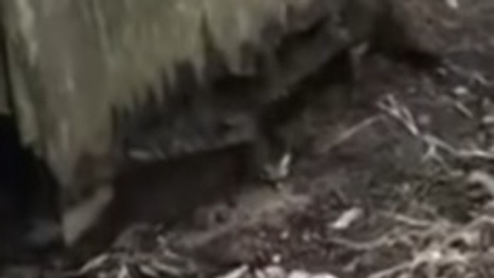 Jakob Chychrun z Arizony oslavuje gól proti Los Angeles.