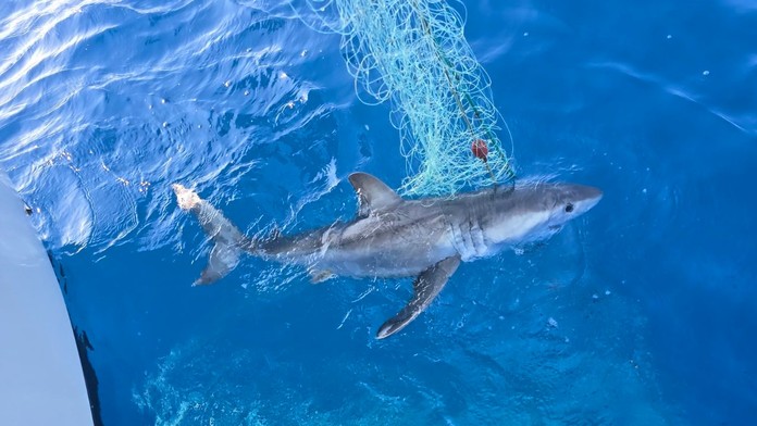 Neobvyklé momenty v Jadranskom mori. Najskôr tam ulovili žraloka, potom spozorovali veľrybu