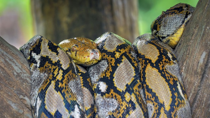 Český prezident Miloš Zeman a premiér Andrej Babiš.