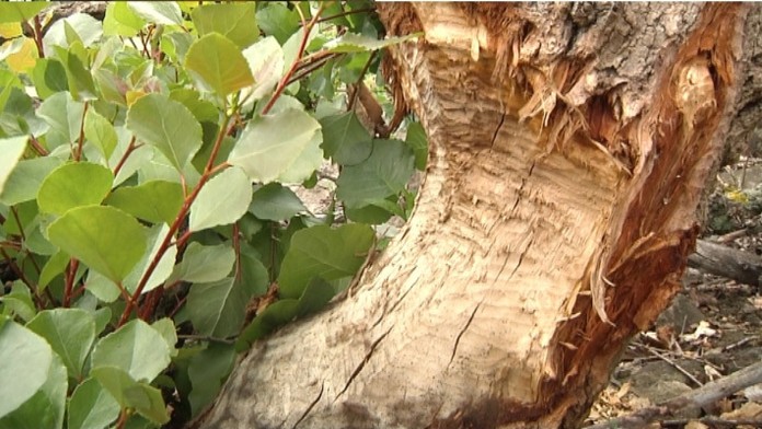 Bobry na Zemplínskej šírave.