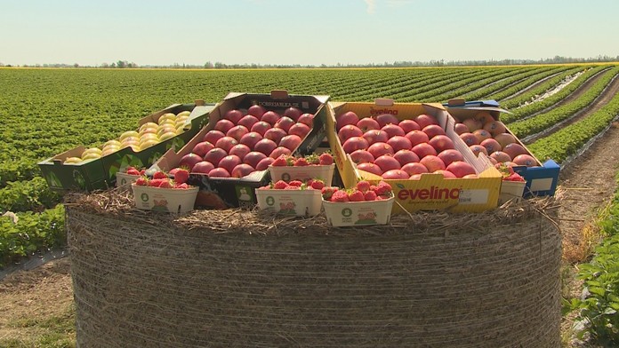 Štát aj pestovatelia chcú na pultoch viac domácich produktov