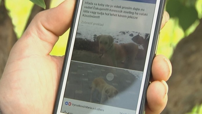 Strateného psa hľadali aj cez sociálnu sieť. 