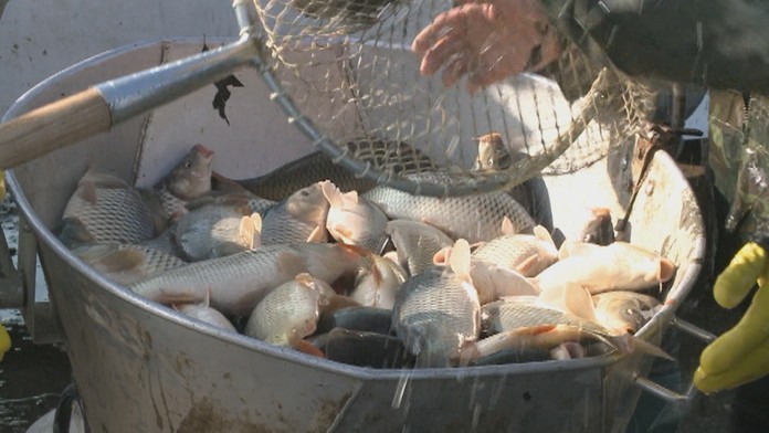 Aká bude cena vianočných kaprov?