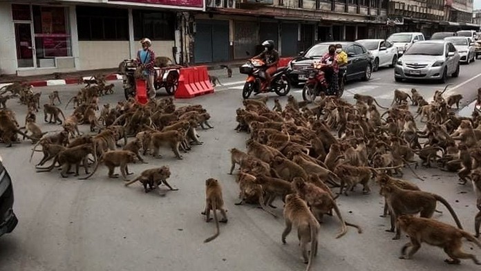 Súboj gangov opíc.