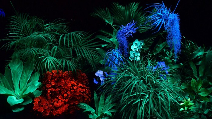 Svietiace rastliny v Košiciach.