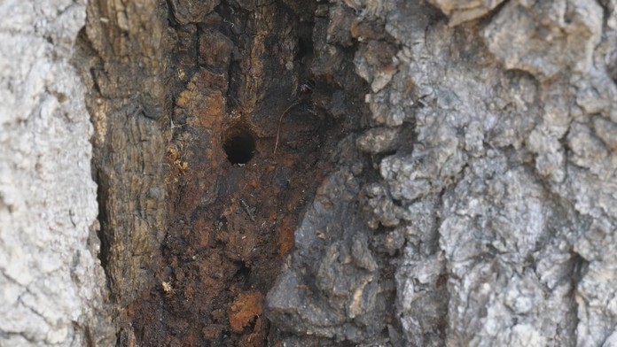 19 MA Navrtali lipu.transfer.jpg_bez_watermarku_1.1.jpg